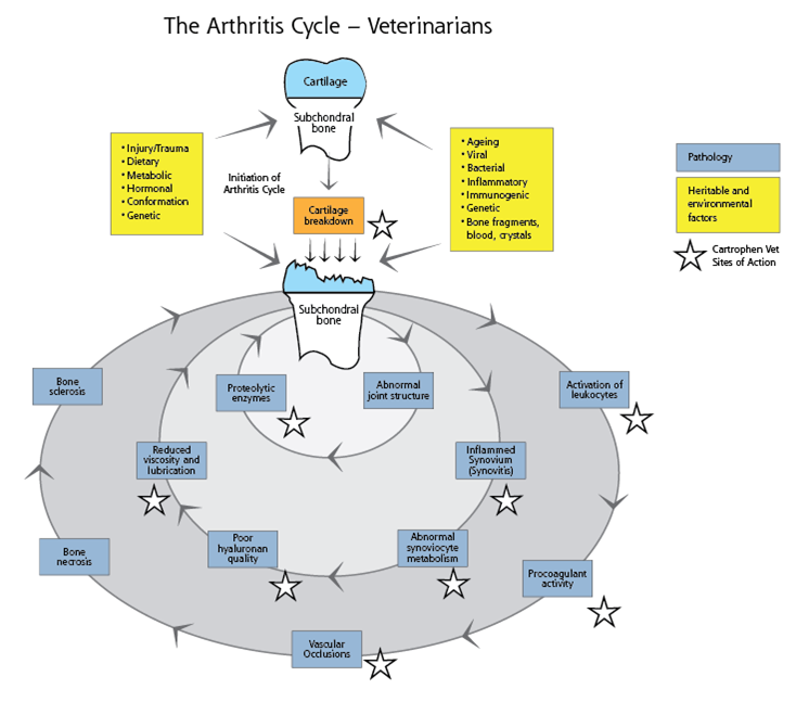 Arthritis cycle